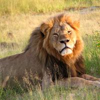 Cecil the lion at Hwange National Park in 2010.
