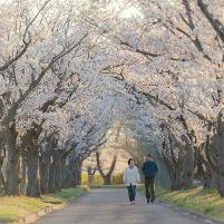 Japan-cherry blossom
