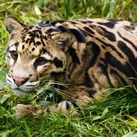 Clouded leopard